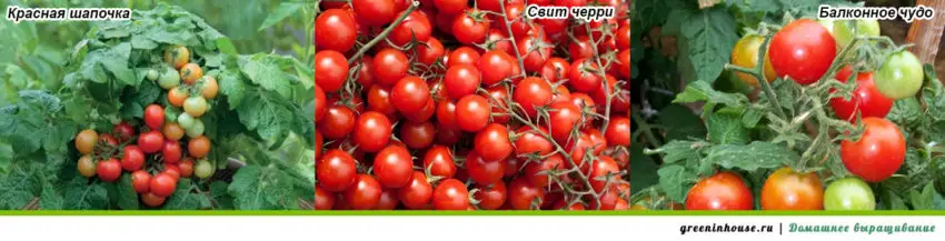 Varietà di pomodori per la coltivazione sul davanzale in inverno