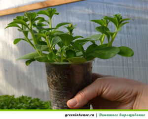 Coltivare le piantine di petunia in casa