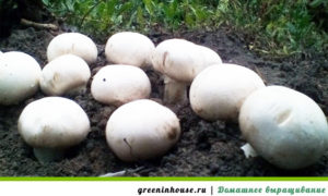 Champignons all'aria aperta