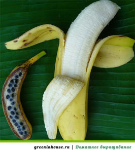 Semi di banana