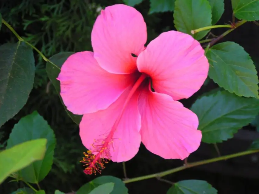 Come nutrire l'Hibiscus arborescens