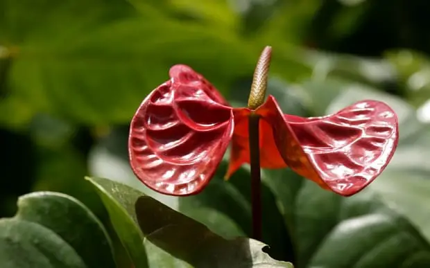 Perché un anthurium non fiorisce 