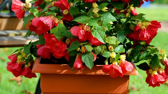 Abutilon da semi in casa