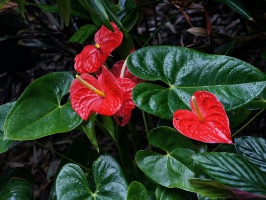 Primer Anthurium