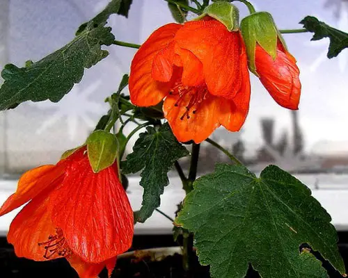 Coltivare l'abutilon da seme in casa