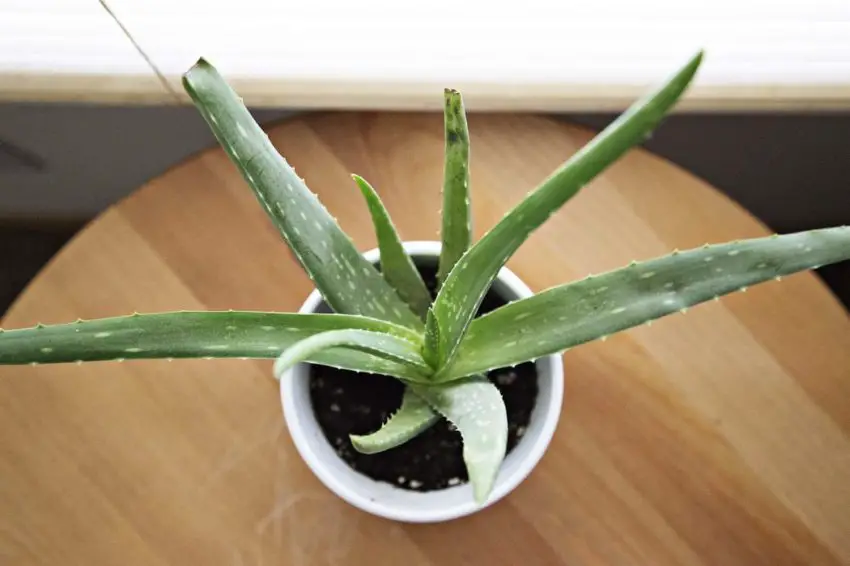 aloe vera in casa