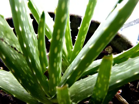 Propagazione delle foglie di Aloe