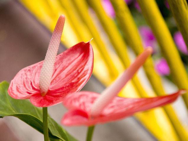 Gli Anthurium non fioriscono dopo il trapianto