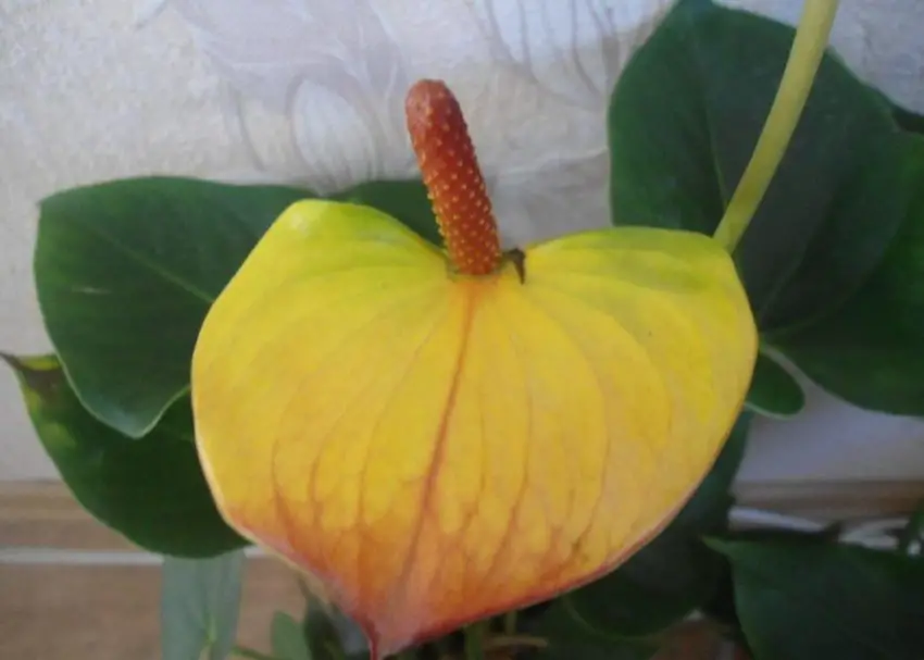 Le foglie dell'anthurium ingialliscono 