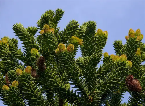 araucaria