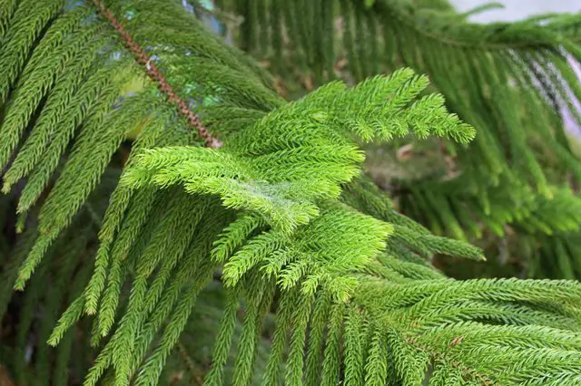 araucaria