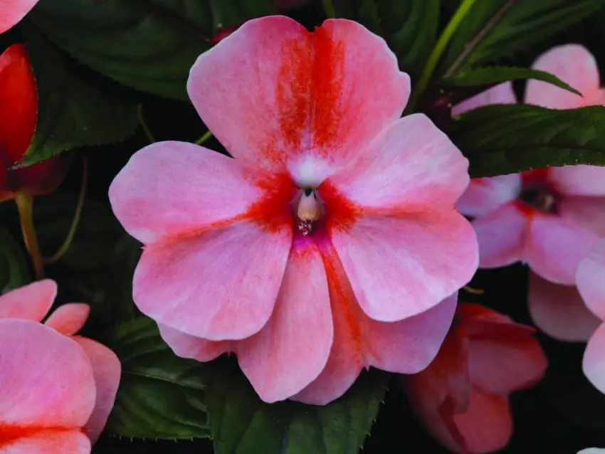 Fiore di balsamo della Nuova Guinea