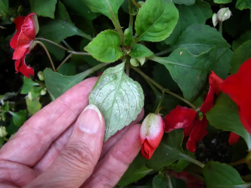 Malattie del balsamo della Nuova Guinea