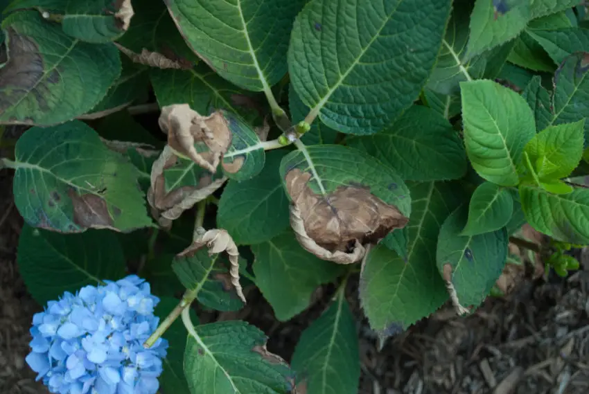 Perché le foglie delle ortensie diventano rosse