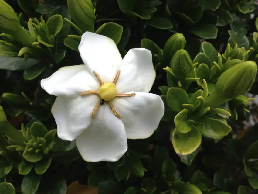 gelsomino gardenia