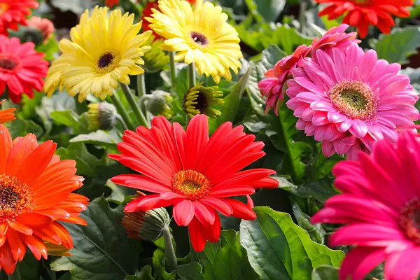 Cura della gerbera