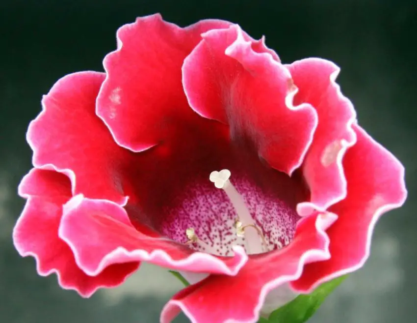 Propagazione della gloxinia con il gambo dei fiori 