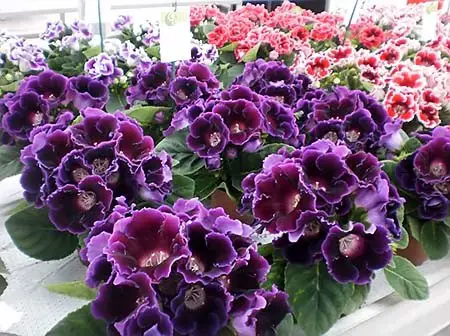 Come propagare la gloxinia per via fogliare