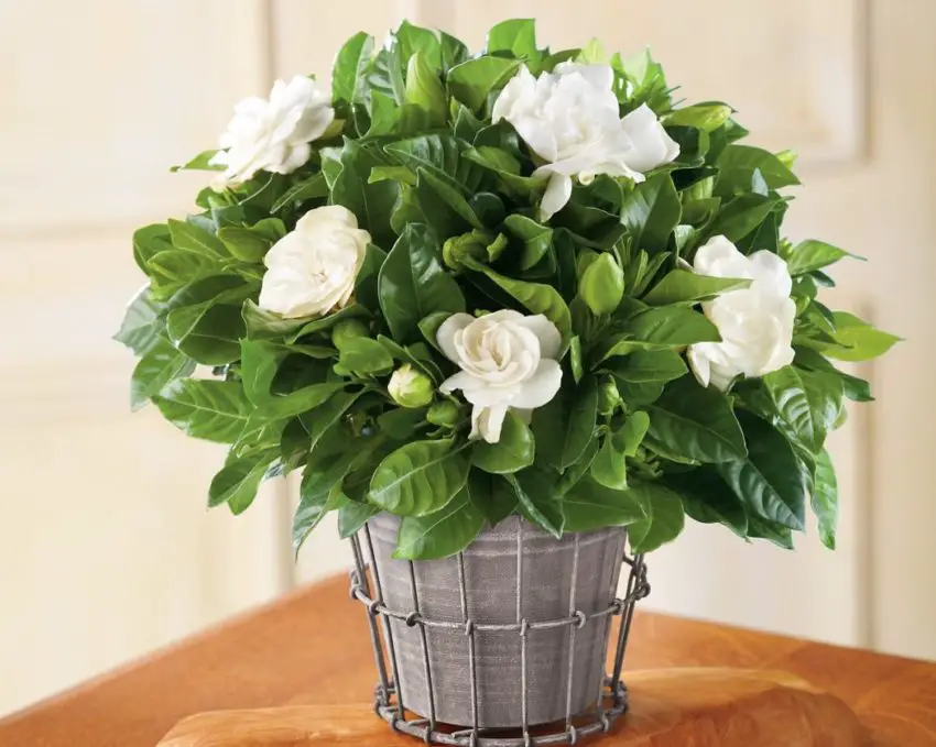 gardenia peonia