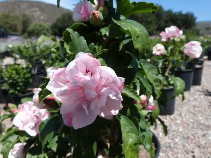 Piantare e curare l'ibisco da giardino