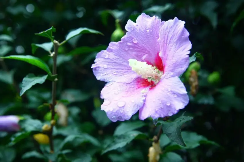 Piantare e curare l'ibisco da giardino