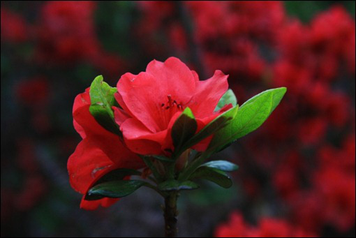 L'azalea lascia cadere le foglie: cosa fare?