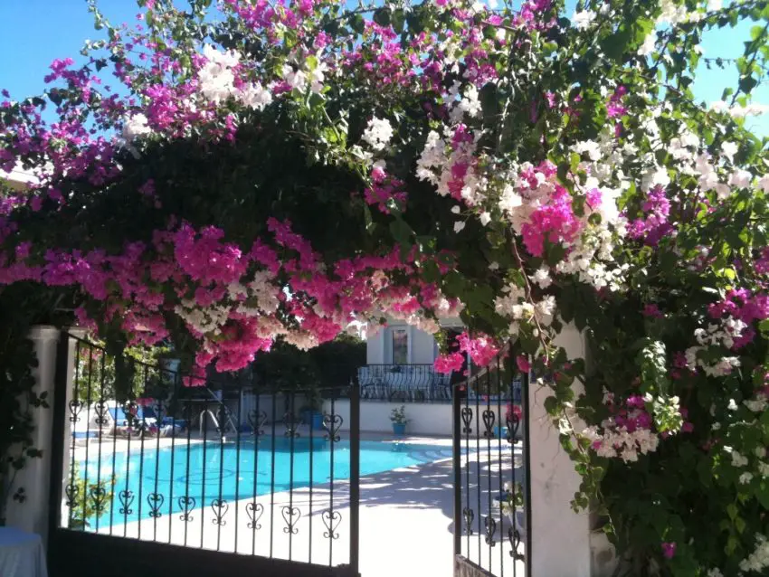 Bougainvillea in casa