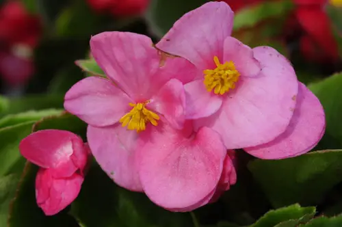 la begonia non fiorisce