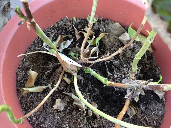 Trapianto di ortensie