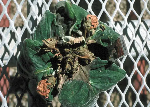 malattie della gloxinia