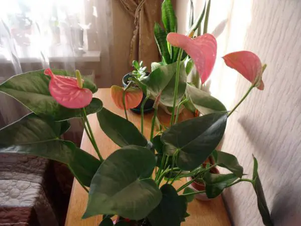 Propagazione dell'Anthurium per via fogliare