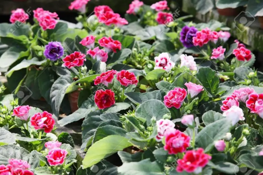 La gloxinia è fiorita e cosa fare dopo 