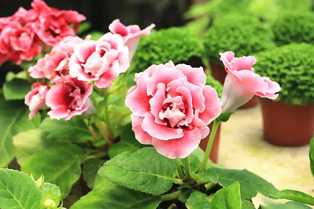 Come trapiantare una gloxinia 