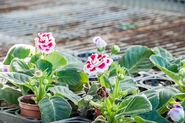 trapianto di gloxinia