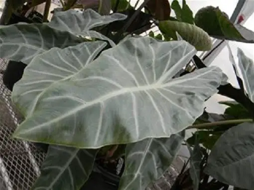 pianta di alocasia