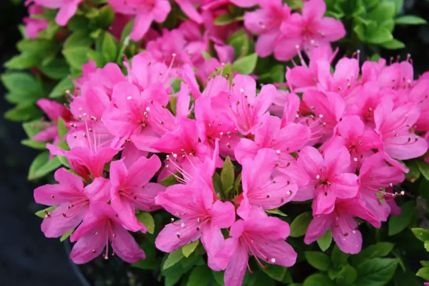 Come trapiantare un'azalea