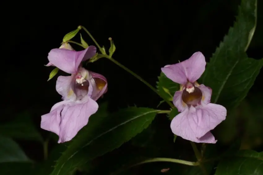 Perché le balsamine non fioriscono 