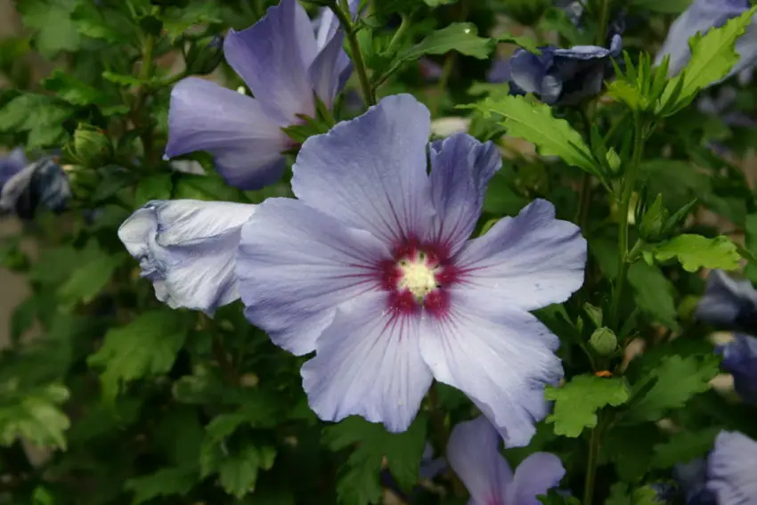 ibisco rosa sinensis