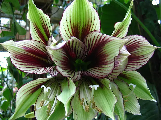 L'hippeastrum non fiorisce 