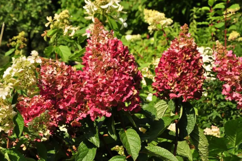 ortensie rosa