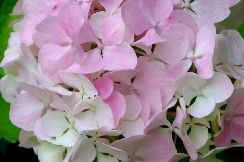 Candela magica Hydrangea meotericum 