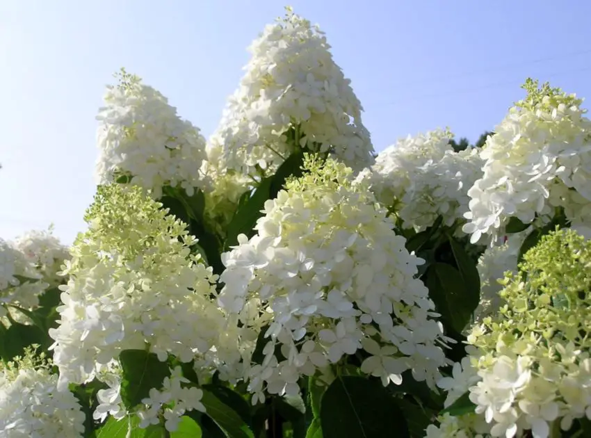 ortensia arborescens