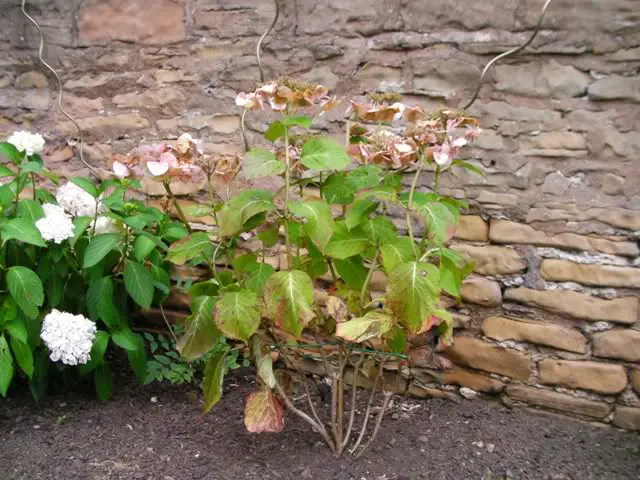 Quando trapiantare le ortensie da giardino