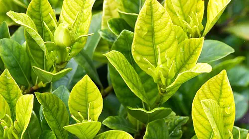 le foglie della gardenia diventano nere e cadono 