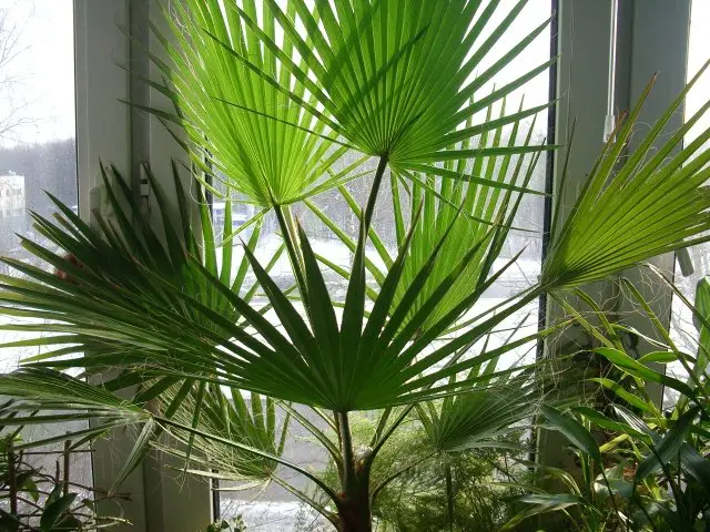 assistenza washingtonia