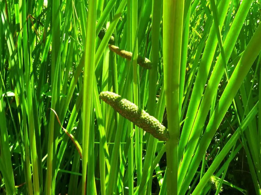 calamo di palude