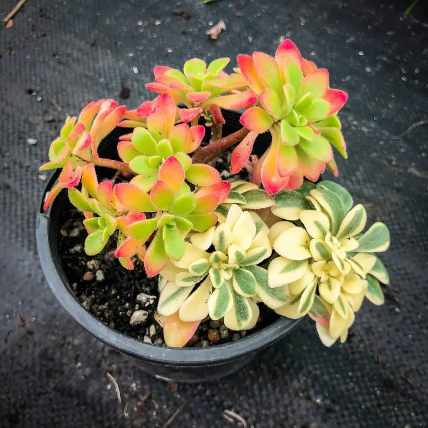 Cura dell'aichrysum in casa