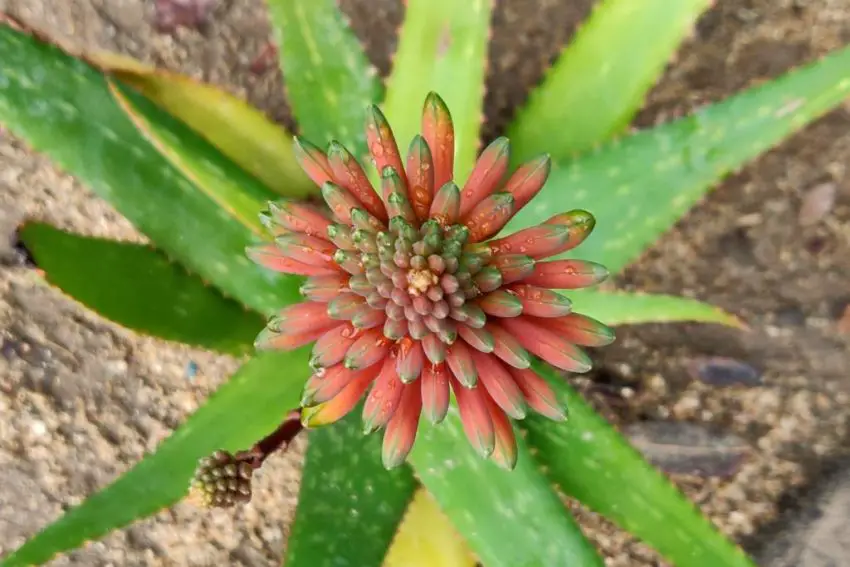 fiore di aloe