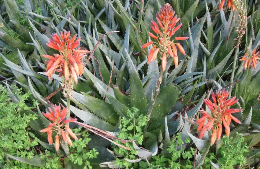 aloe a casa 