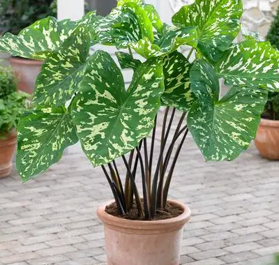 Cura dell'alocasia a domicilio